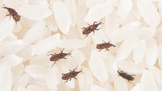 Gorgojos qué son y cómo acabar con ellos