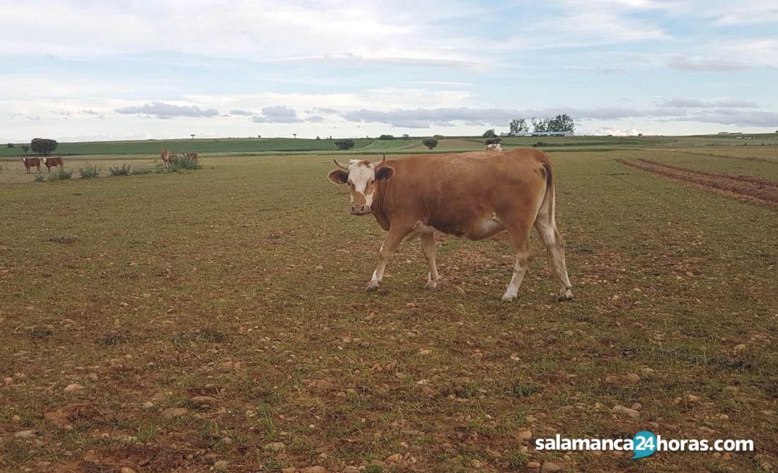 El cereal no da tregua en la Lonja de Salamanca con subidas entre uno y seis euros, fuerte caída de los terneros