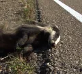 Denuncian el abandono de un tejón protegido en una carretera zamorana