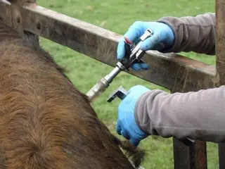 Sanidad animal. Veterinario. Vacuna. Archivo.
