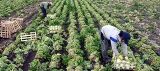 Zamora recibe 563.000 euros de los fondos del Programa de Fomento de Empleo Agrario