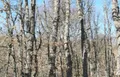 Zamora es, junto a León, la provincia con mayor potencial biomásico de Castilla y León