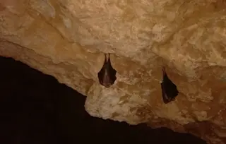 Refugio de murciélagos. Archivo