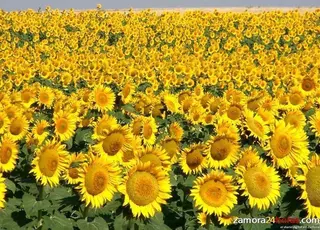 Zamora tiene dos de las cinco plantas de Castilla y León de producción de biocombustible líquido para biocarburantes