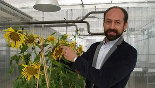Investigadores de la USAL hallan el mecanismo dependiente de la temperatura que controla la acumulación de ácidos grasos omega 3 en las semillas de las plantas