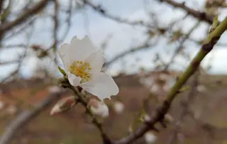 La primavera