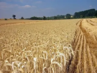 UPA-COAG denuncia destrozos de cazadores furtivos en parcelas de cereal