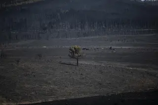 Vista de la zona vegetal afectada por el incendio de Losacio. Europa Press