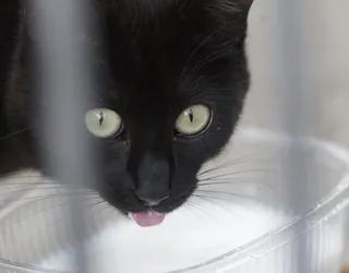 Gato europapress