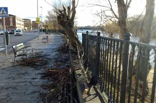 Arbol mengue valla temporal viento