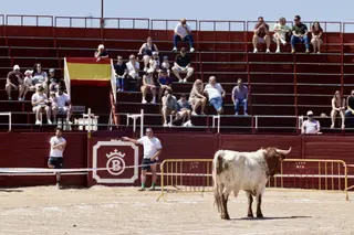 Un novillo en la plaza de toros de Benavente durante las fiestas. FOTO: AYUNTAMIENTO DE BENAVENTE.