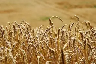 Asaja lamenta que los malos resultados de producción y precios del sector cerealista arrastran a la baja la renta agraria de 2014