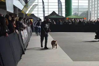Zamora elige a los mejores American Bully de Europa