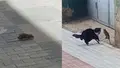 Denuncian nuevos avistamientos de ratas en el centro de Benavente