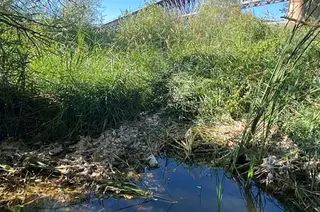 Vertido Tres Árboles