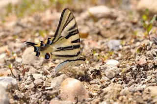 Mariposa. FOTO EP
