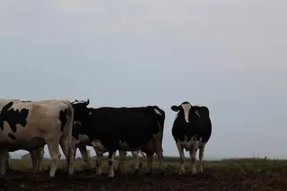 Vacas en el campo