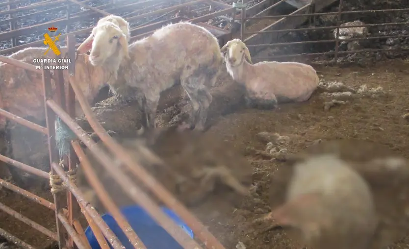 Estado de los animales en la explotación ganadera de Tierra del Pan 3