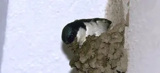 El calor extremo dificulta la reproducción de las Golondrinas o Aviones por no poder realizar sus nidos con barro SEOBIRDLIFE Archivo