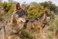 Ejemplar de un lobo ibérico. Archivo. EP
