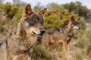 Ejemplar de un lobo ibérico. Archivo. EP