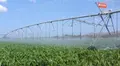 Campos de regadío. Archivo