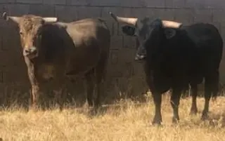 Toros Villafafila