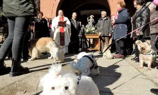 Mascotas en Santa Cristina de la Polvorosa en San Antón
