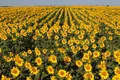 Campo de girasol