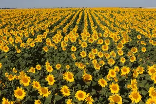 Campo de girasol