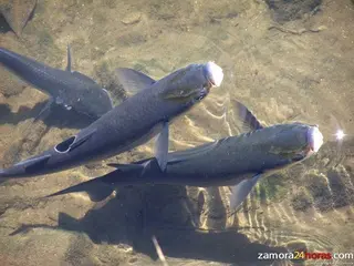 El carpín dejará de ser especie exótica y podrá ser pescado de forma legal