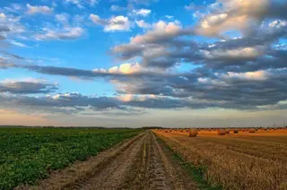 Ozono agrícola, el antídoto a las pérdidas provocadas por la ola de frío