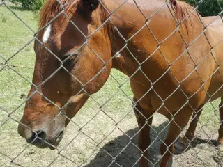 Denuncian el mal estado en el que se encuentra un caballo en la Aldehuela