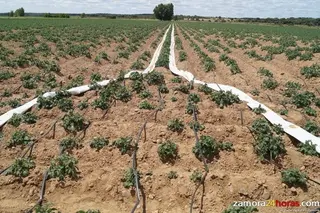 UCCL considera que la PAC beneficia "a los agricultores especulativos"
