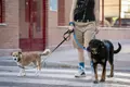 Una persona pasea con dos perros. A. Pérez Meca Europa Press Archivo