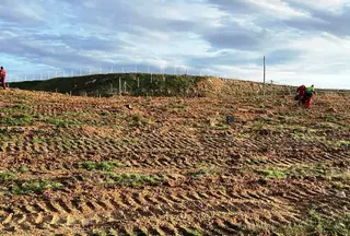 Obras de reforestación