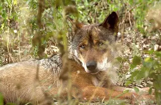 La Junta y las organizaciones agrarias pedirán al Ministerio el cambio de régimen del lobo