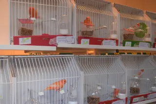 Exposición ornitológica en el Colegio Universitario (16)