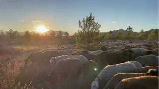 Ganado ovino de la provincia de Zamora. Archivo.