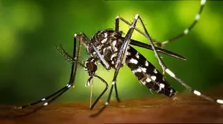 Mosquito tigre