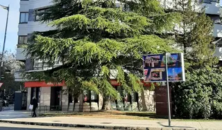 Imagen del árbol en cuestión