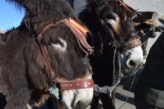 Burros zamoranos-leoneses. Archivo