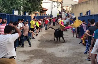 Toro Venialbo. Archivo