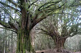 Tejedelo02