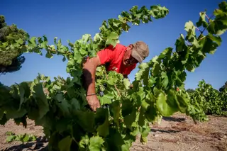 Archivo Un trabajador recoge uvas en el campo Ricardo Rubio Europa Press Archivo