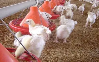 Granja de pollos