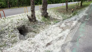 Pelusa del chopo en Valorio. Archivo