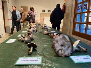 Exposición micológica