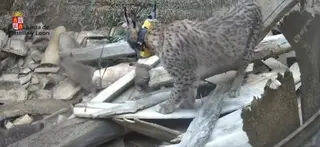 Lince Ibérico en el Cerrato Palentino