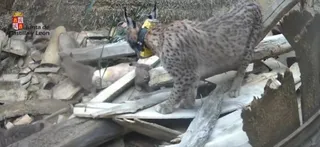 Lince Ibérico en el Cerrato Palentino
